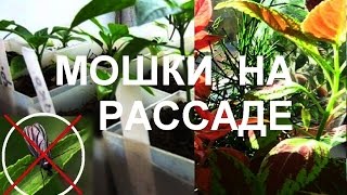 МОШКИ на комнатных цветах и РАССАДЕ КАК ИЗБАВИТЬСЯ(Полезные советы, для, дома, дачи, сада, огорода,, 2015-02-07T09:00:39.000Z)