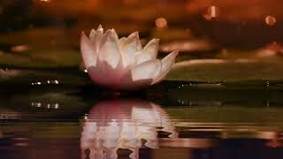 Nilüfer (Müslüm Gürses Cover)