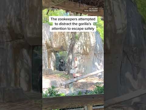 Zookeepers try to escape enclosure with male gorilla