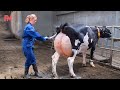 Amazing Farming Cow Technology, You Haven't Seen Before. Modern Livestock Technology. Milking Cows