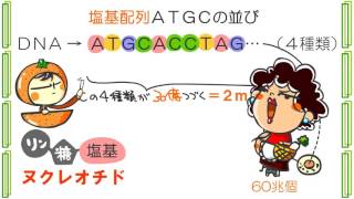 生物２章１話「ＤＮＡ」ｂｙWEB玉塾