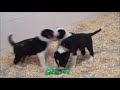 Chiots Border Collie - Elevage Connivence