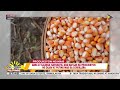 Abra at Kalinga, napanatili ang mataas na produksyon ng dilaw at puting mais sa Cordillera region