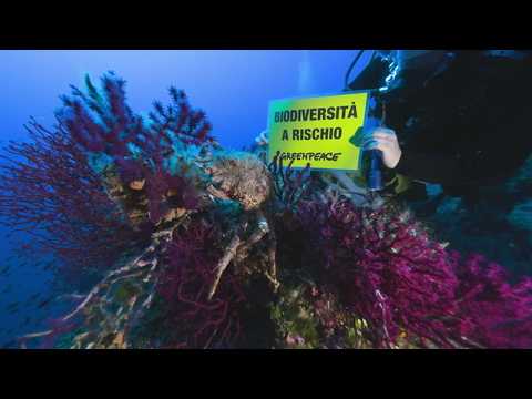 Video Mare caldo, temperature elevate anche a 40 metri di profondità: «Biodiversità a rischio»