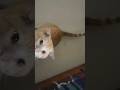 cat meowing #cat #pet #explore #meowing