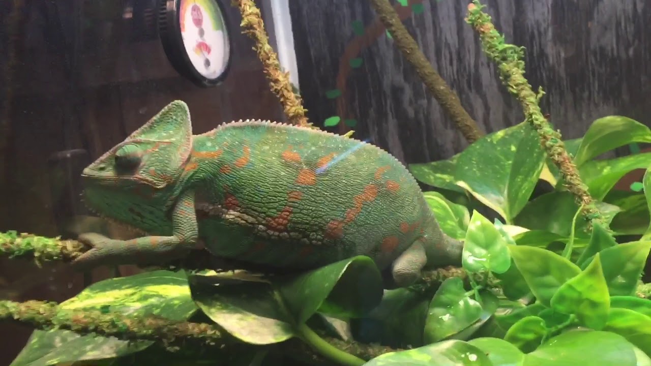Can You Use a Fish Tank for a Chameleon?