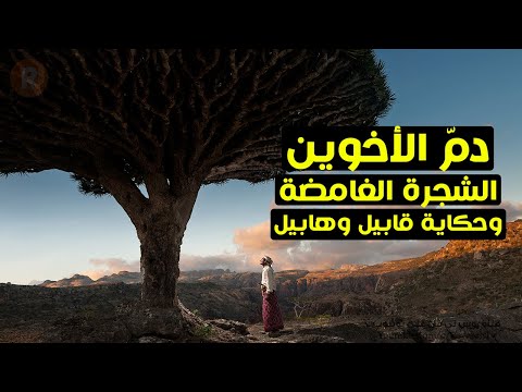 لغز شجرة دم الأخوين وهل هي الشجرة التي ق تل عندها هابيل