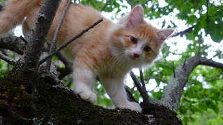 木登りから降りてきたフワフワ子猫、兄弟と合流してママ猫を甘え倒す