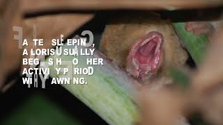 Comfort Yawning Stretching - The Complete Slow Loris Ethogram - The Little Fireface Project