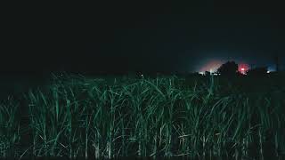 Aryaazee - We Are the Same Pulse (OFFICIAL MUSIC) (ALBUM - BELONGING')