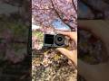 Osmo Action 6|꽃 활짝 피었네요🌸