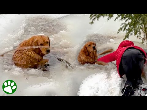 Familie rettet Hund aus zugefrorenem See