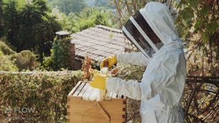 Bees & Chickens share this suburban Los Angeles oasis