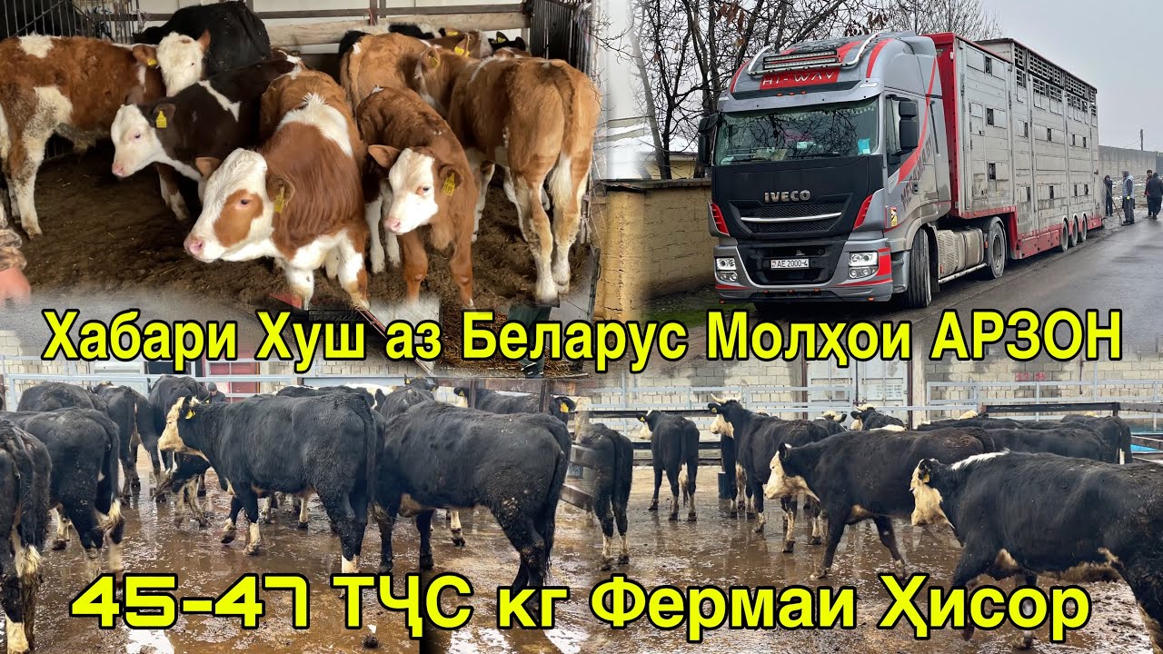 АЗ БЕЛАРУС ҒУНОҶИНҲОИ АРЗОН ОМАД ФЕРМАИ ШАРОРА ҲОҶИ ИНОМ 7 февраля 2026 г.