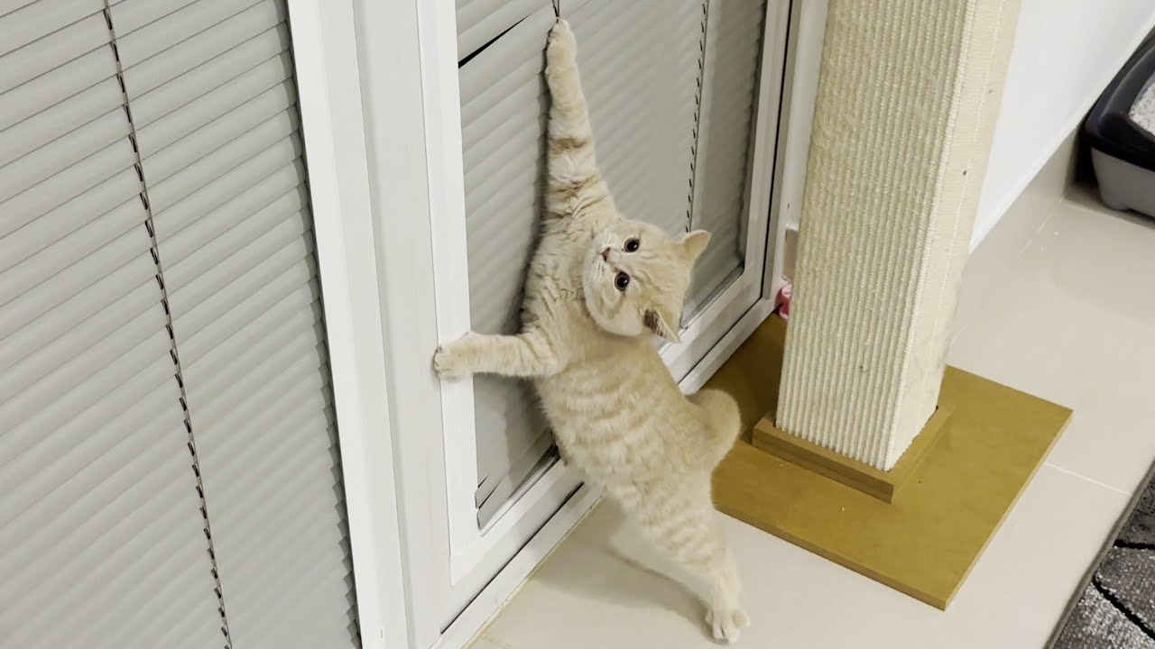 Kitten Gets Claw Stuck In Blinds - YouTube