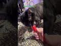 He was munching on tht whipped cream #cat #subscribe #shorts #cutecat #asmr