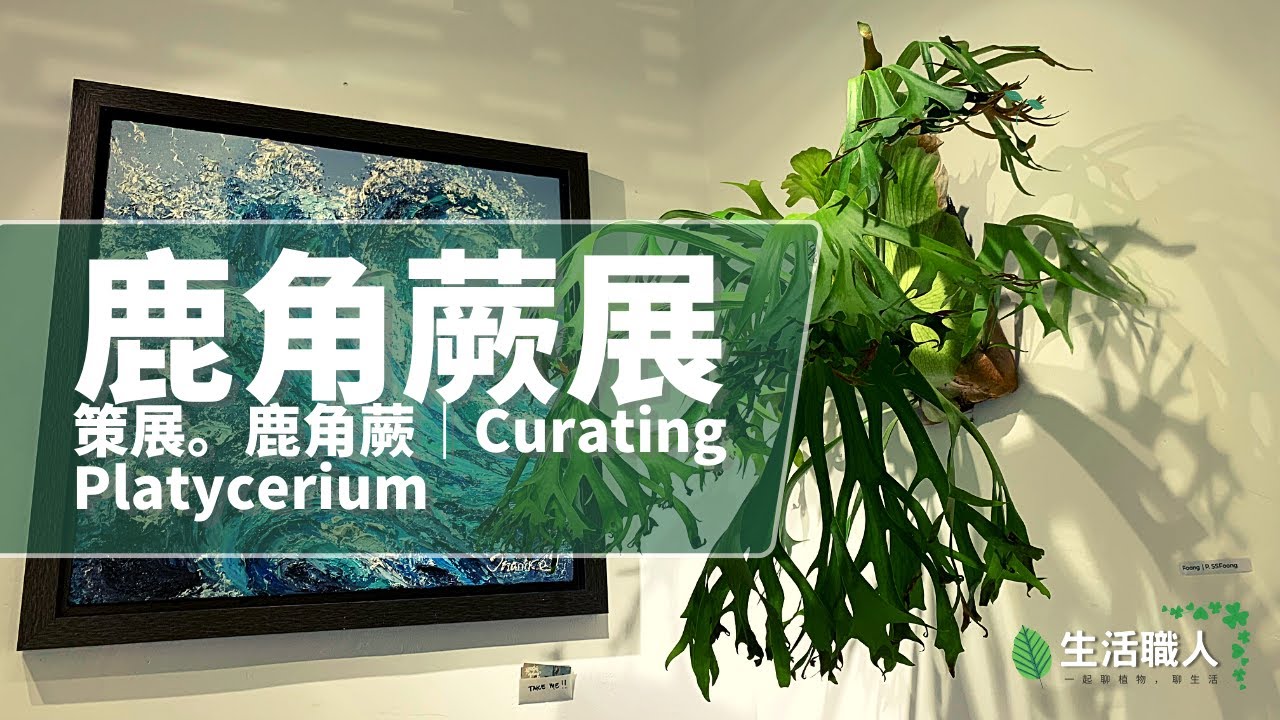策展。鹿角蕨 - Curating Platycerium by KawanRusa & LitiGreen
