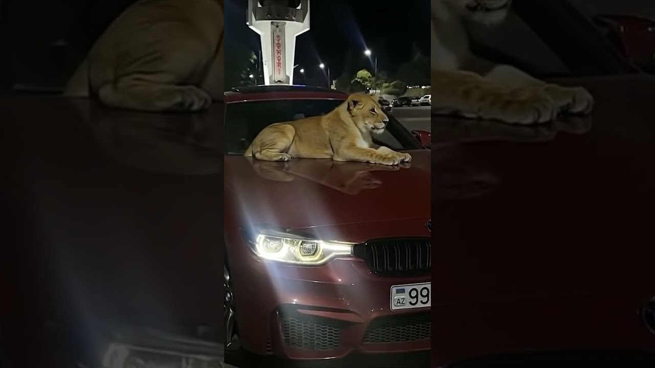 #like #aftosh #aftoslar