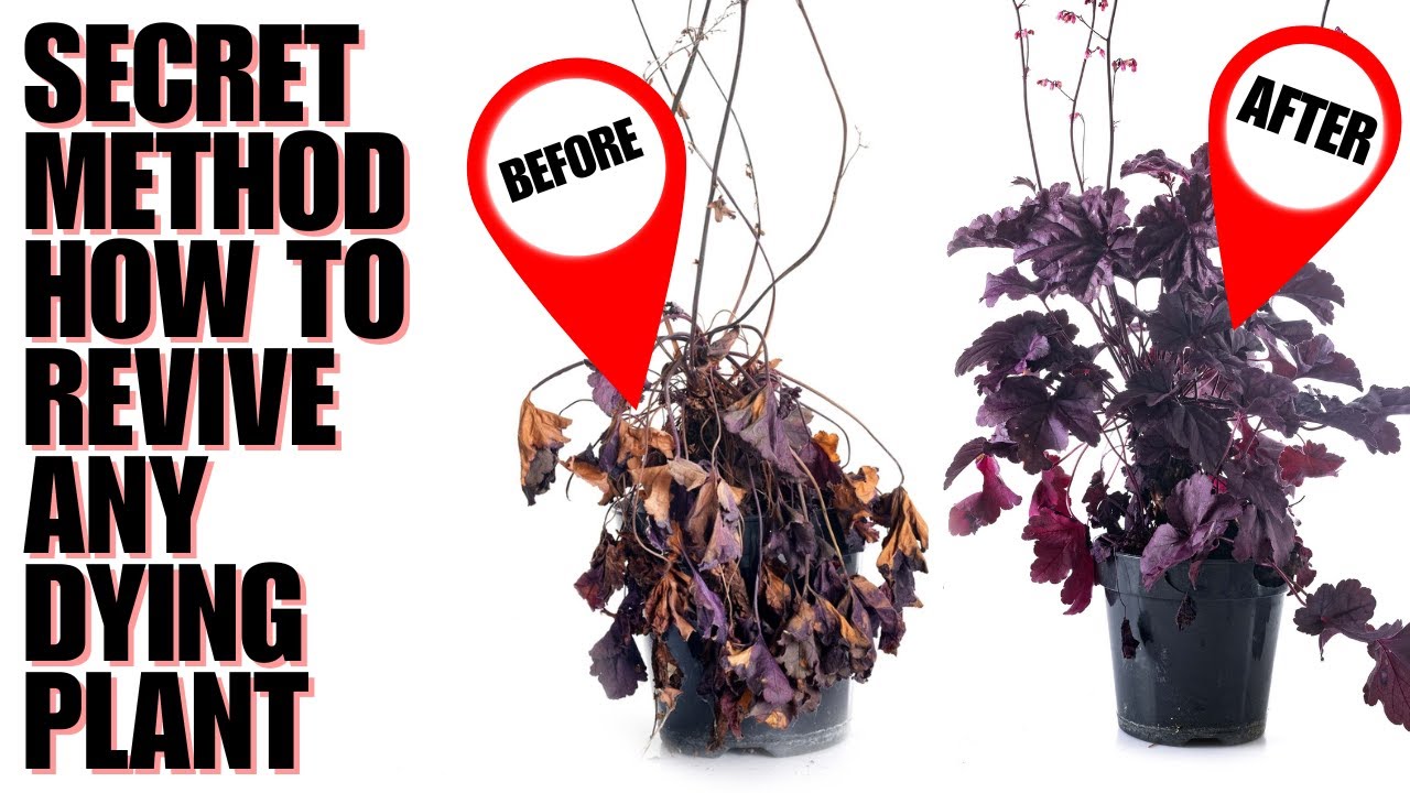 Miraculous Method To Revive Dead And Dying Plants | In Ground Or Potted