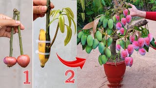 The video summarizes the best techniques to apply to grow large mango trees quickly