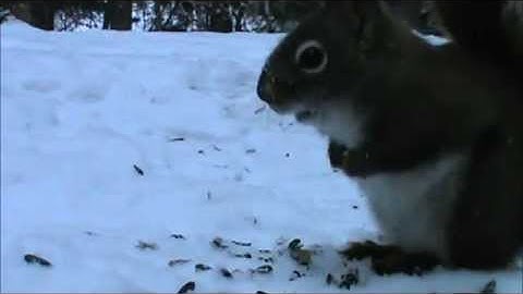 Audio Visual Catnip- Blue Jay And Squirrel Up Close