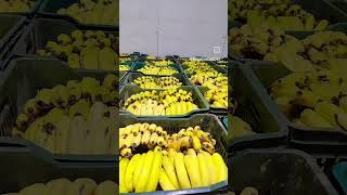Inside a Banana Ripening Cold Storage Facility 🍌🏭