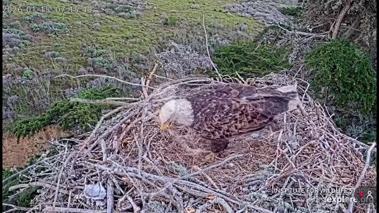 Jak & Audacity- Sauces Eagle Nest❤️01/15/26