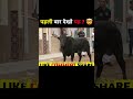 How To Survive A Bull Attack! 🤯 #bull #facts