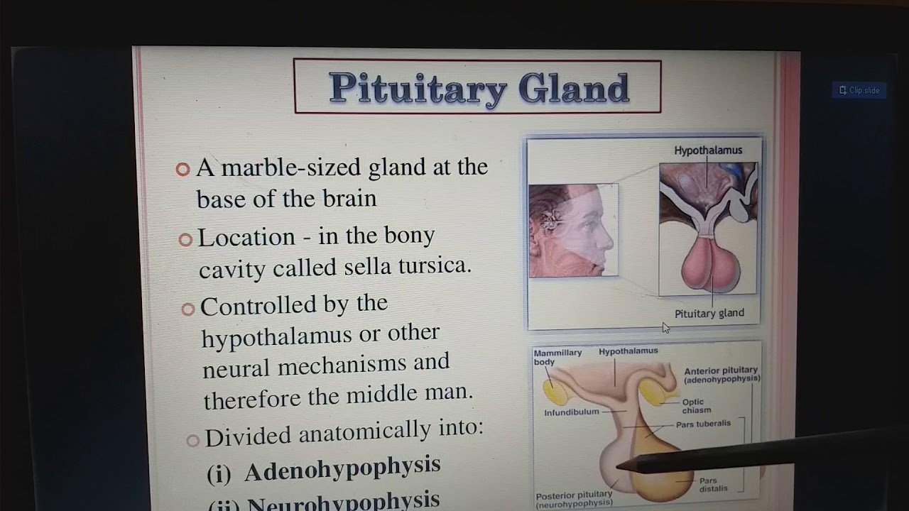 Endocrine System Difference Between Nervous And Endocrine System 