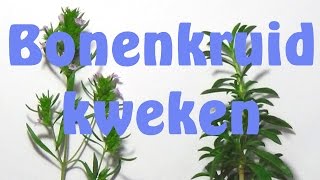 Bonenkruid Kweken