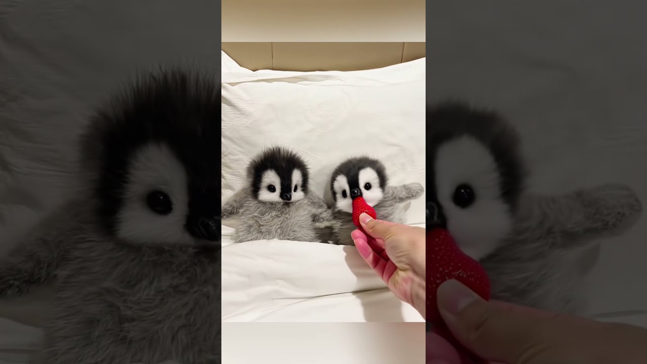 Cutest Little Penguins Cute Adorable Pet Penguin Babyanimals Fluffy Cuteanimal