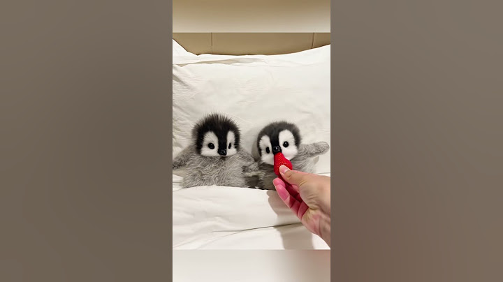 Cutest little penguins #cute #adorable #pet #penguin #babyanimals #fluffy #cuteanimal