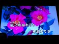 鮎川いずみ 「冬の花」 1982 ~cover