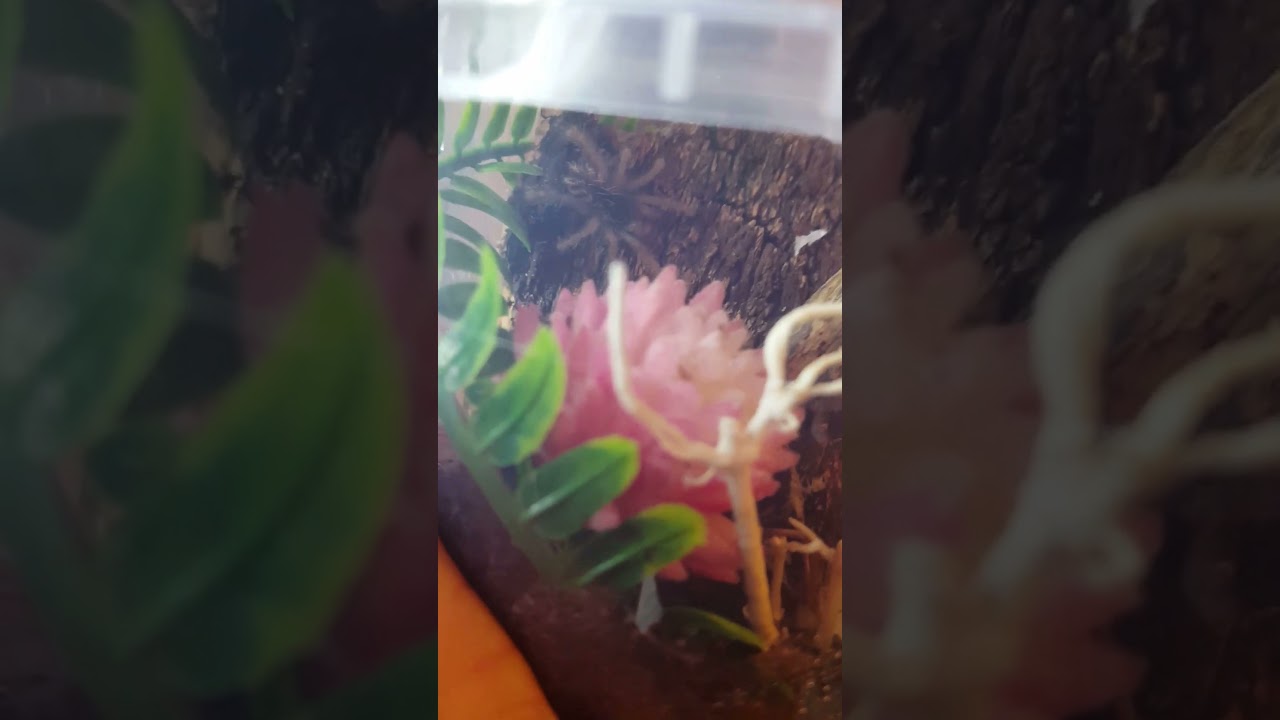 My new  cute Galaxy🩷 