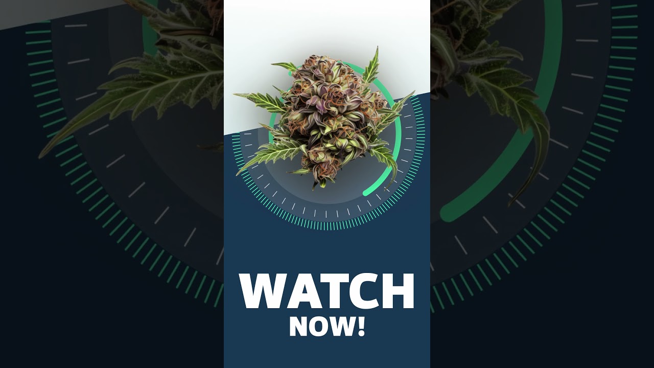 TANGERINE DREAM ENGLISH SHORTS StrainView