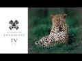 The Leopards of Londolozi Part 2