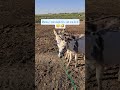 Howie believed he could walk Duke on the leash 🤣! #donkey, #farming, #animals, #babyanimals