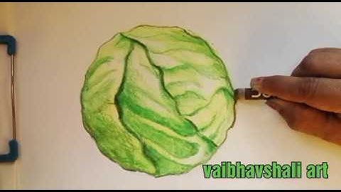 Nature Drawing - cabbage drawing for Elementary exam students,cabbage drawingwith colouring.