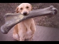 I CHALLENGE YOU NOT TO LAUGH - Funny DOG compilation