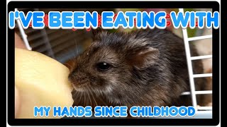 I  HAVE BEEN EATING.... #roborovskihamster #rodent #hamsteri #roborovskii #hamstertreats #hammy by VOLODIA 14 views 9 days ago 58 seconds