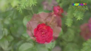 CINEMATIC RED ROSE//BUNGA MAWAR MERAH #cinematic #cinematicvideo #cinemaik30detik #bungamawarmerah