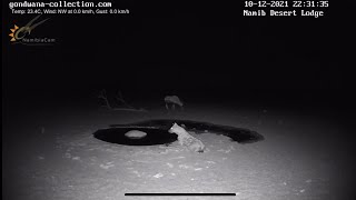 NamibiaCam: Spotted hyena - 10 Dec 2021