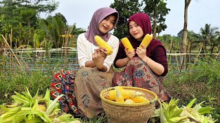 WOW...🤩‼️HARVESTING CORN WITH BEAUTIFUL VILLAGE GIRLS AT THE FARM