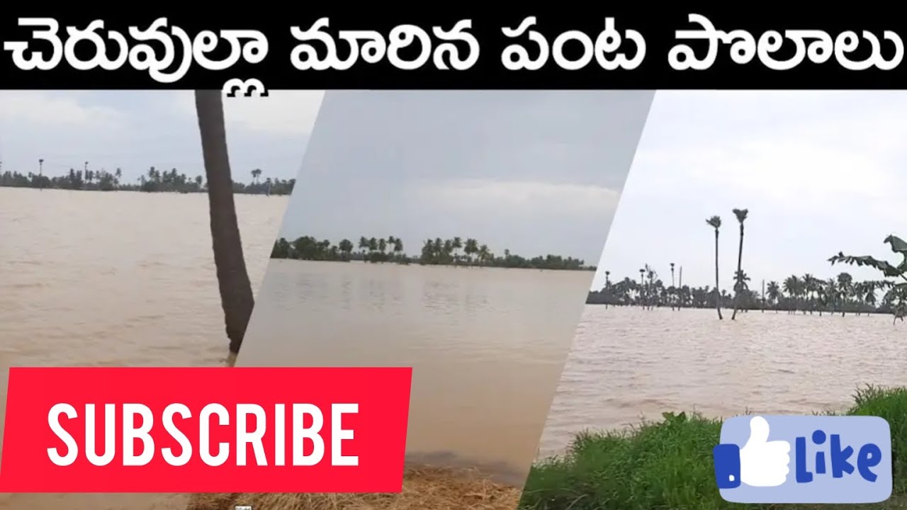 Erra Kaluva at Nallajarla to Nidadhavolu | Total Crop Loss to Farmers 