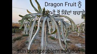 Sunburn Problem in dragon fruit .Colin clay spray, Protuction for heat wave dragon fruit