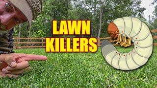 Grubs in the Lawn - How to Identify and Kill Grubs