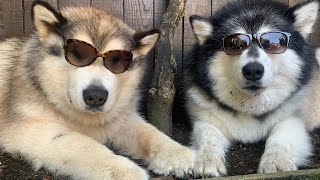 Dogs Wearing Sunglasses Male V Female (Even The Cat!!)