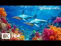 Captivating Underwater Ocean Creatures in 8K HDR | Dolby Vision™