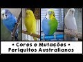 Cores e Mutações dos periquitos australianos