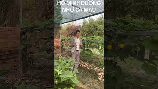 NHỚ CÀ MAU HỒ MINH ĐƯƠNG